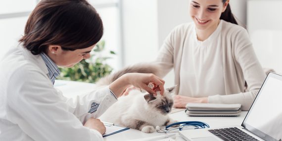 Custo dos pets muda o orçamento de famílias brasileiras